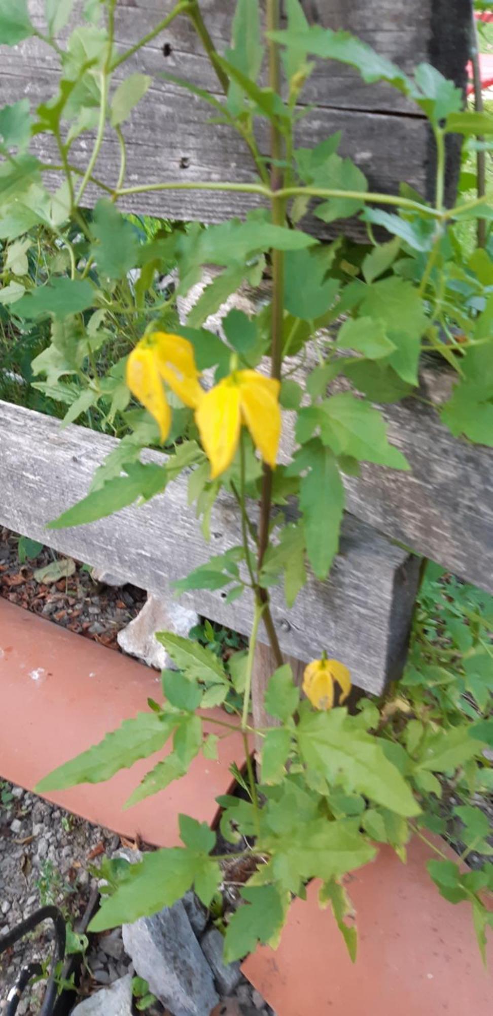 Chambre D'Hote Amitie Et Jardin Carmaux 외부 사진